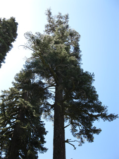 Spruce Tree grove, Mount Reba, Mokelumne Wilderness